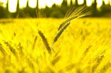 唯美的麦田