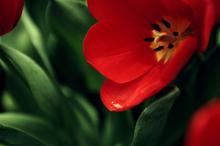 ​浓艳纷繁的花卉