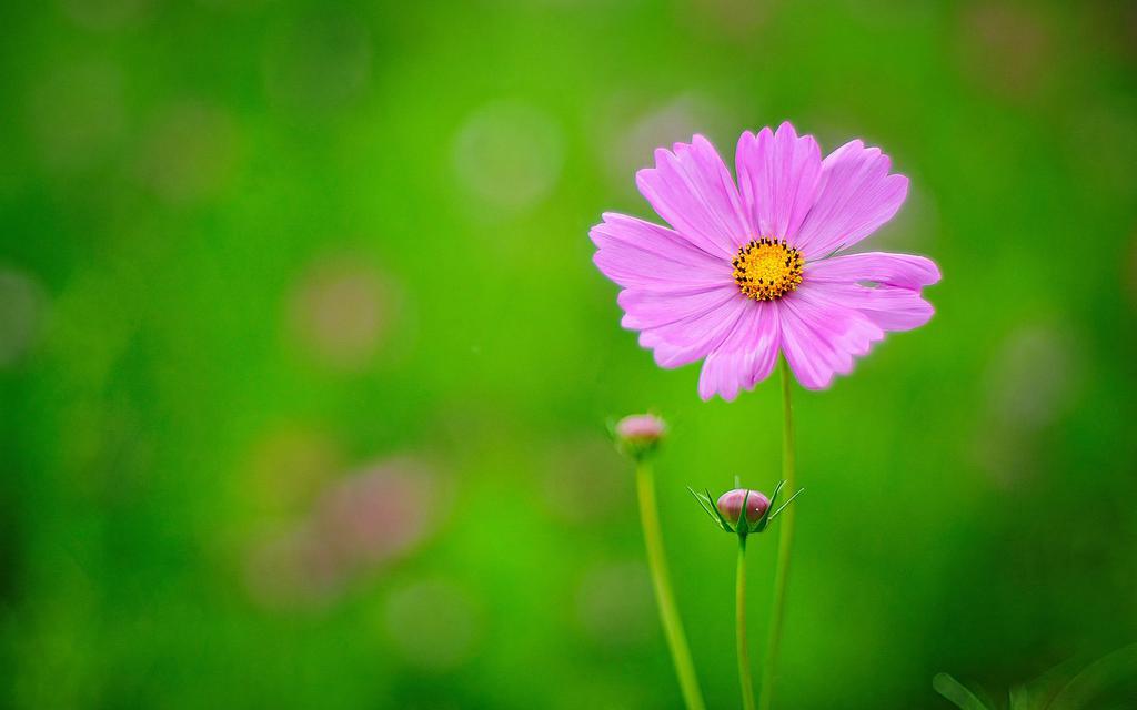 ​浓艳纷繁的花卉