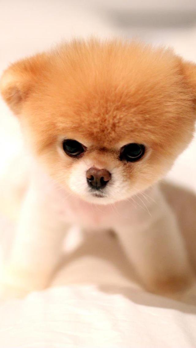 萌宠可爱汪星人