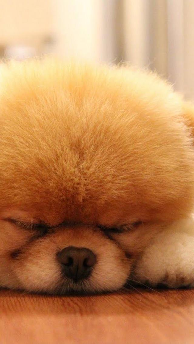 萌宠可爱汪星人