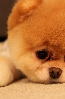 萌宠可爱汪星人-4