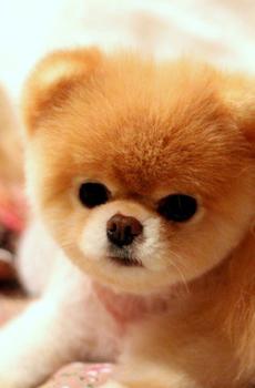 萌宠可爱汪星人-5