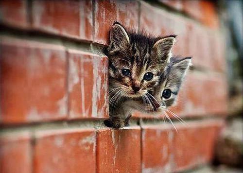 恋上猫咪的生活