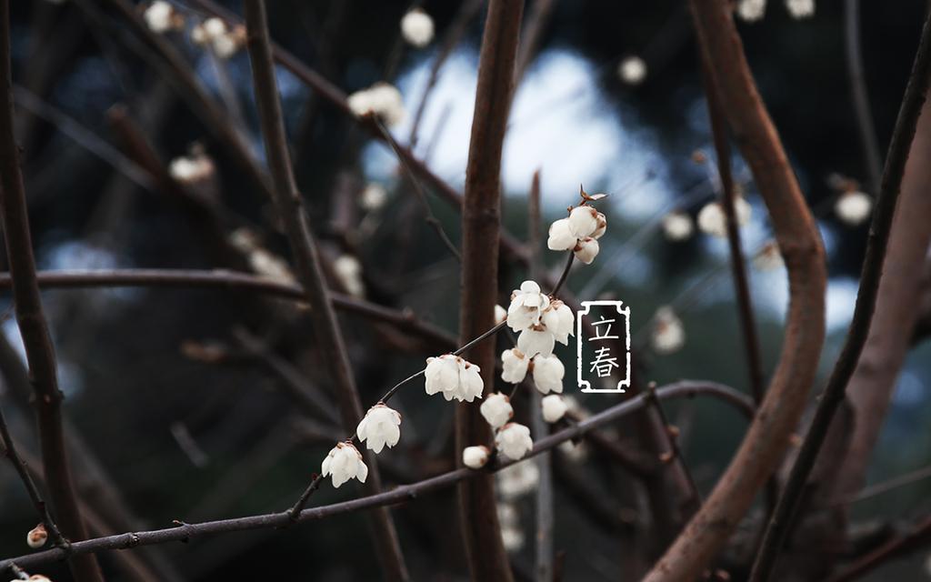 唯美节气立春