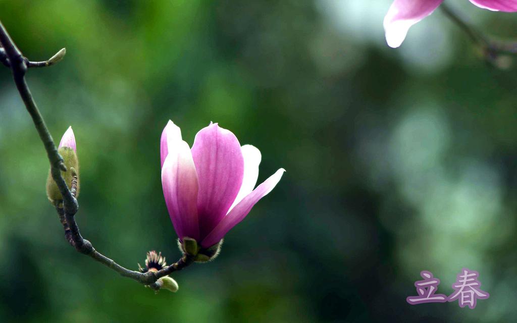 立春景色