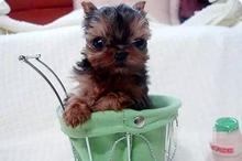 小巧玲珑的杯子狗