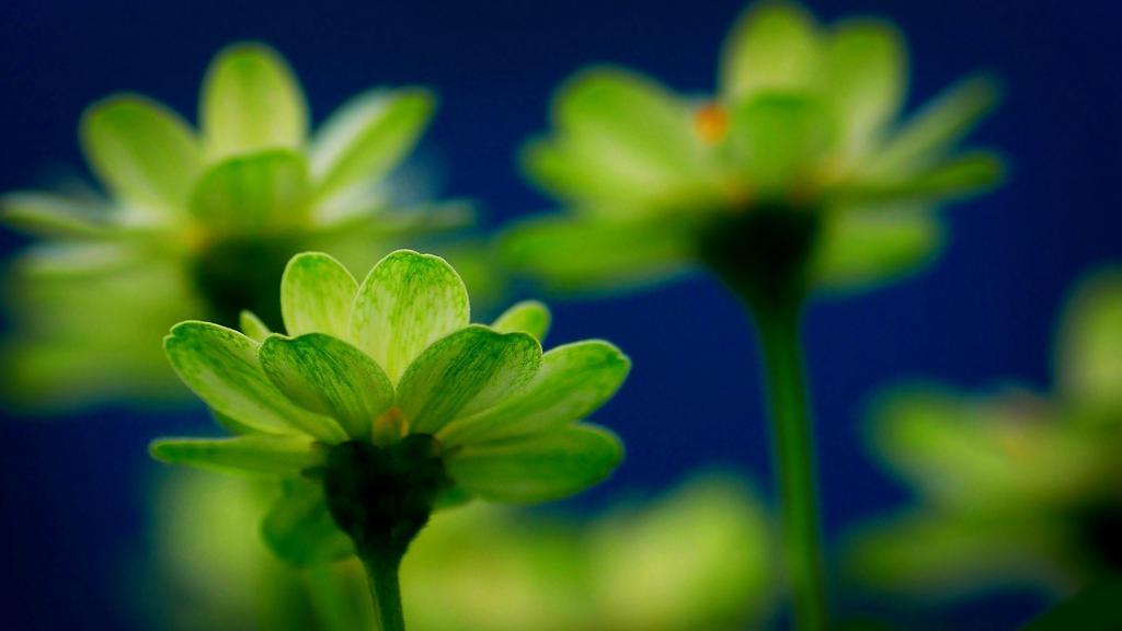 清新大自然健康护眼