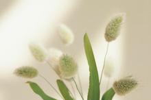 唯美简约静物控