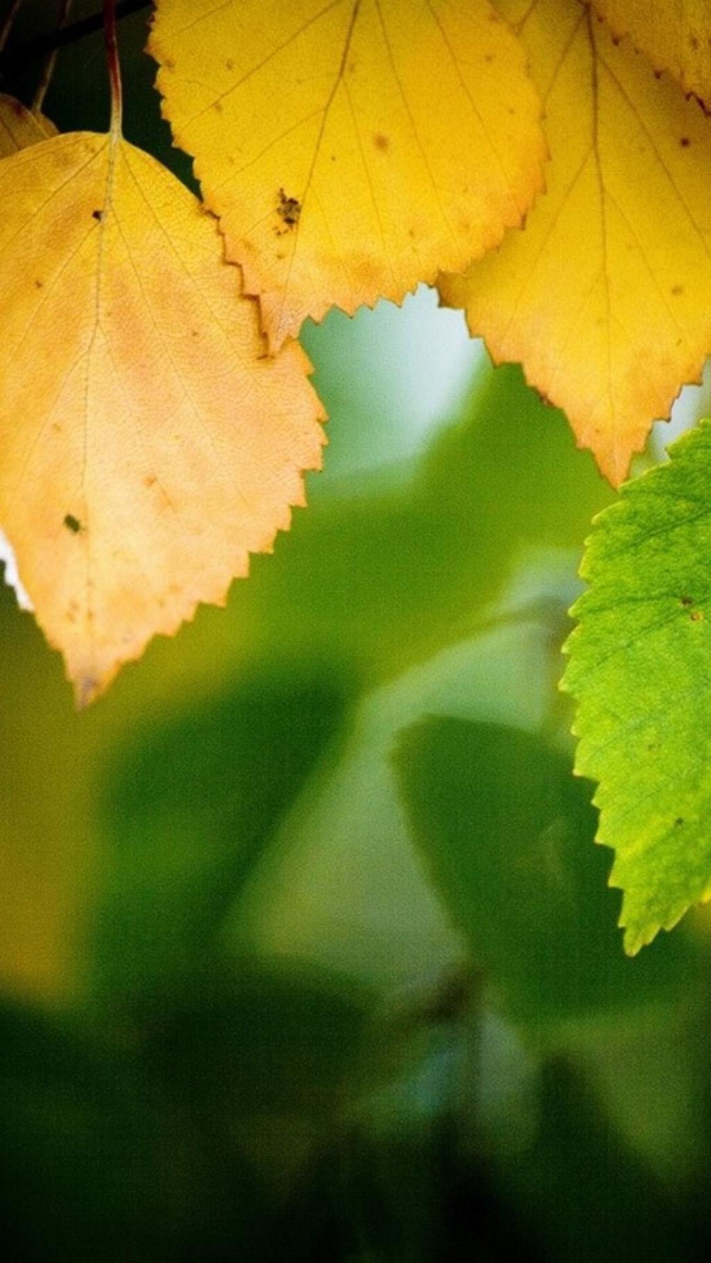 秋风落叶植物控