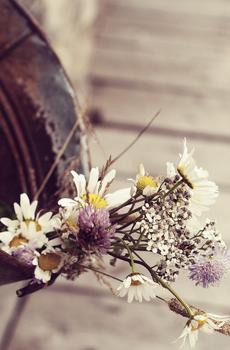 秋风落叶植物控