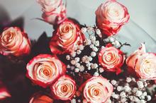 争奇斗艳花儿控