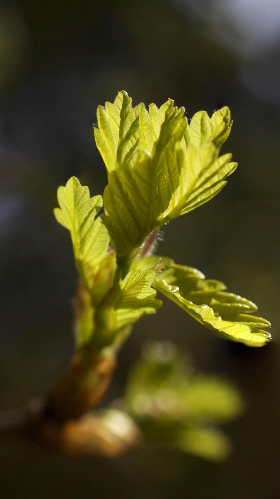 小清新蓓蕾初绽