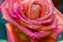 小清新蓓蕾初绽