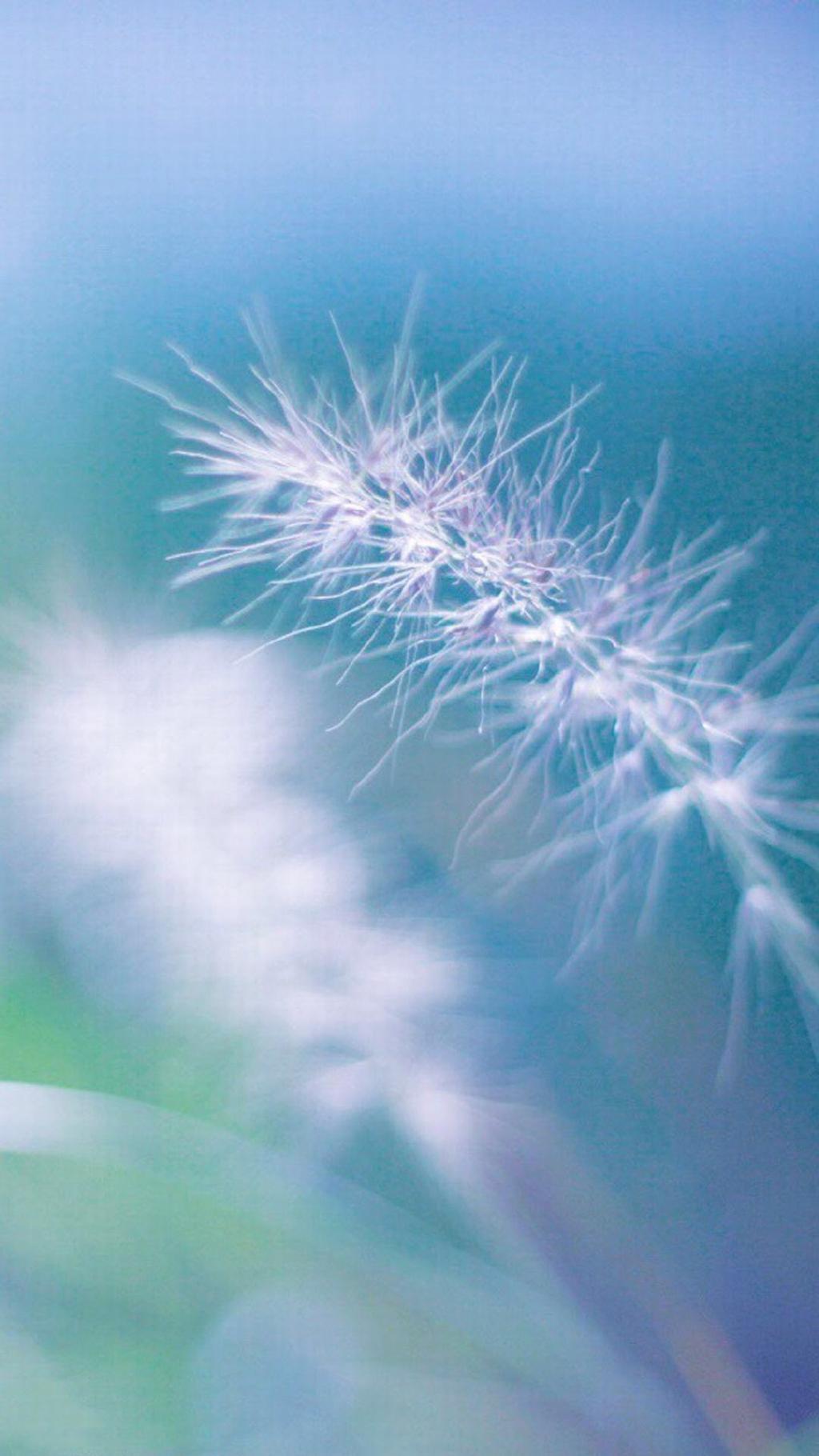 小清新狗尾草风景控