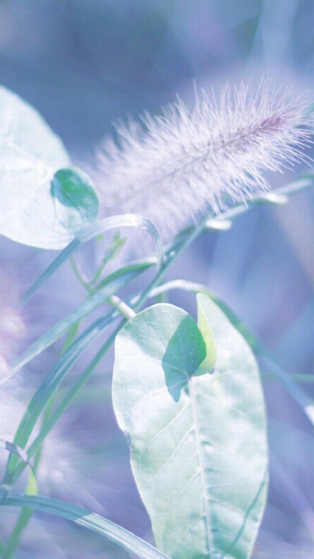 小清新狗尾草风景控