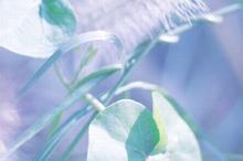 小清新狗尾草风景控