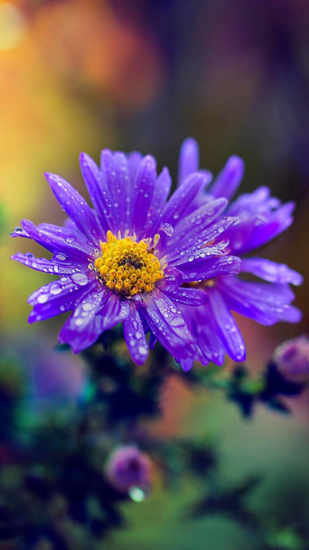 芳香四溢花朵系