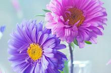 芳香四溢花朵系