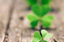 唯美幸运四叶草系