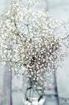 赏心悦目盆栽植物-1