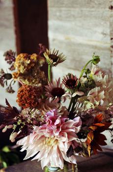 赏心悦目盆栽植物-6