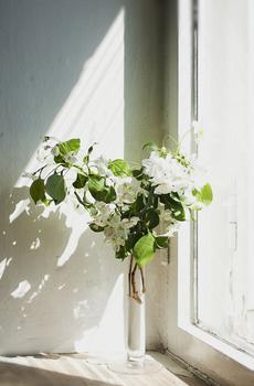 赏心悦目盆栽植物-7