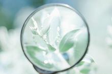 简约绿色护眼植物