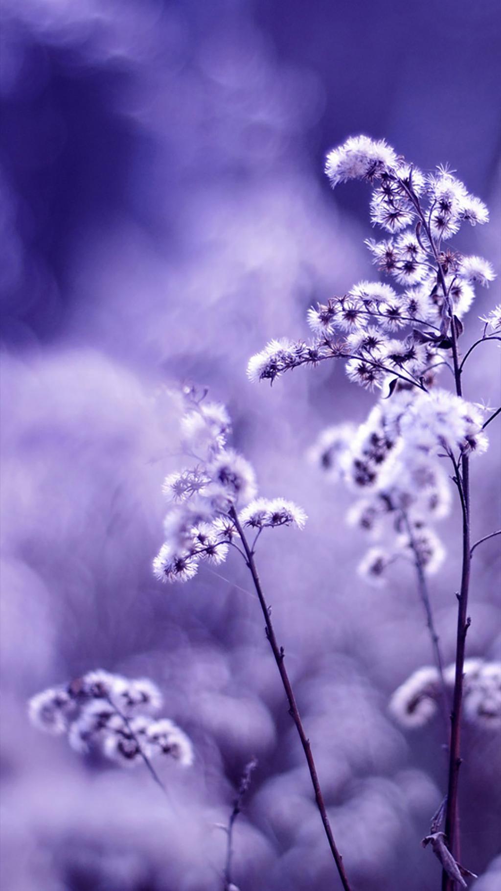 梦幻花朵紫色系