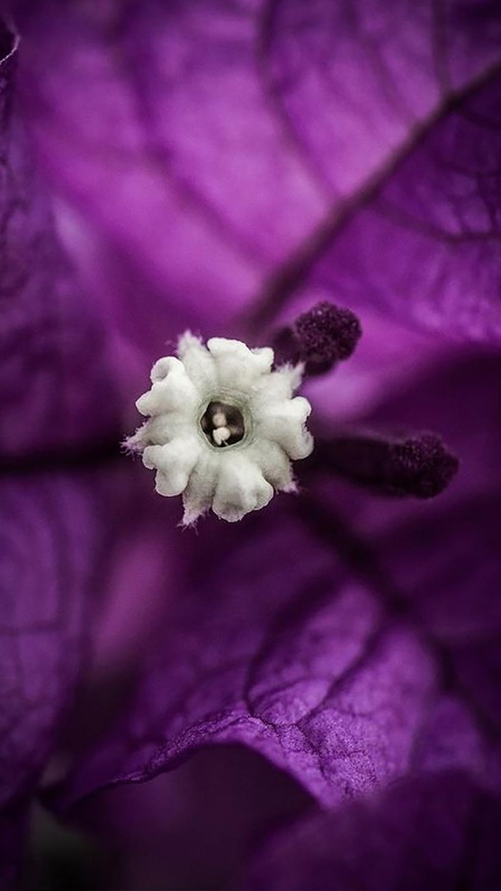 唯美紫色系花卉