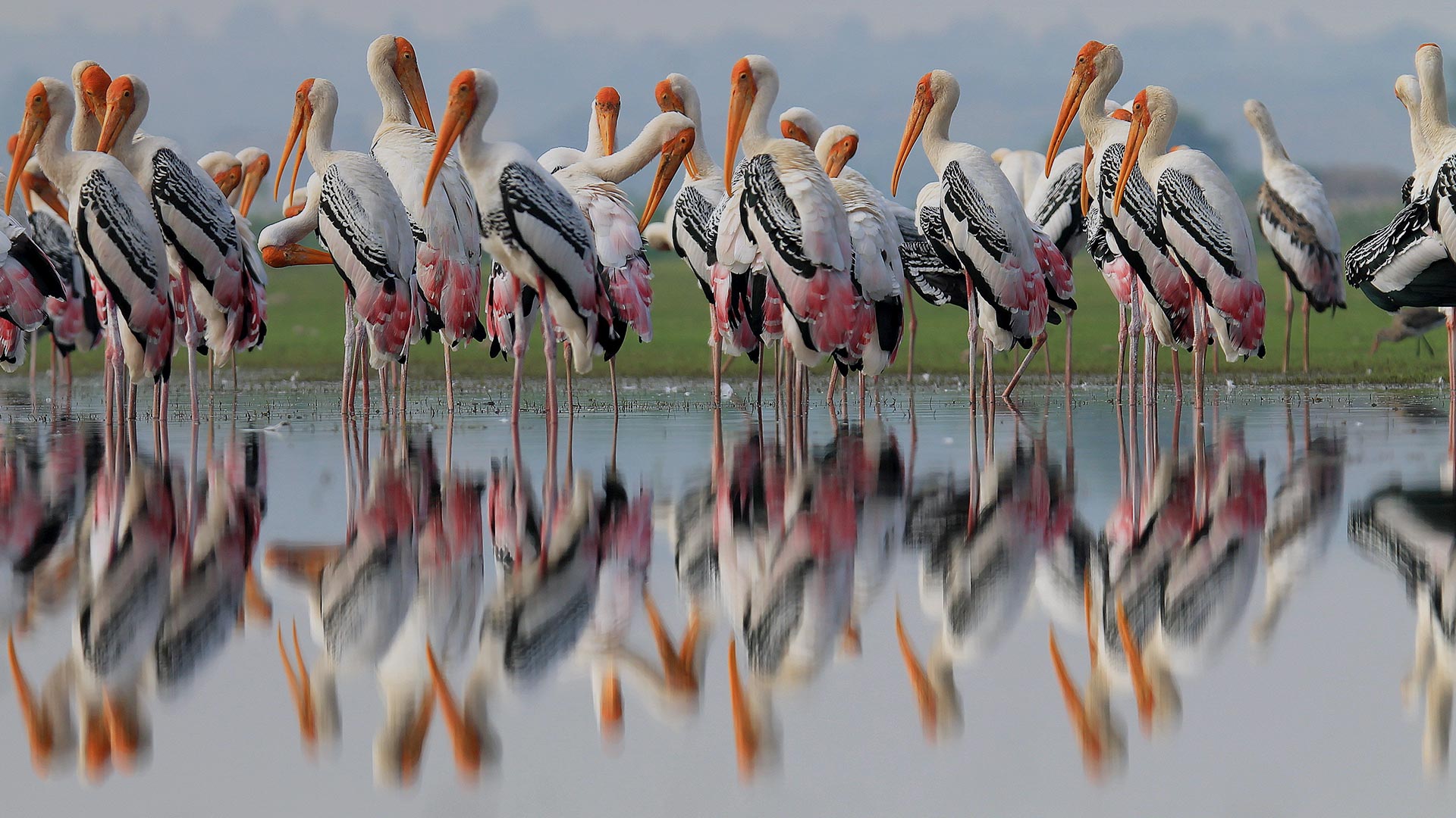 必应bing唯美壁纸