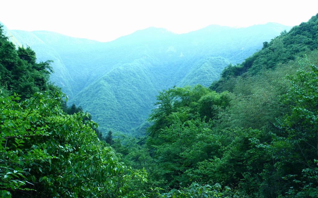 意境悠远的原始森林