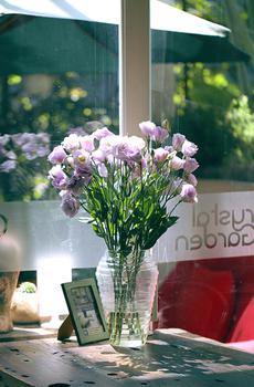 室内盆栽植物-2