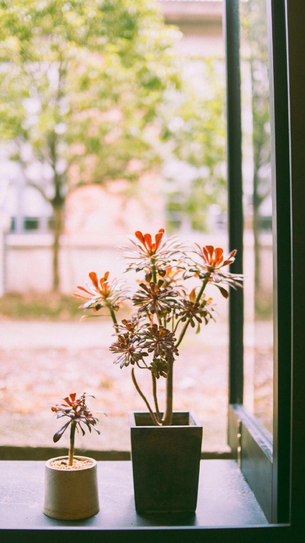 文艺小清新静物