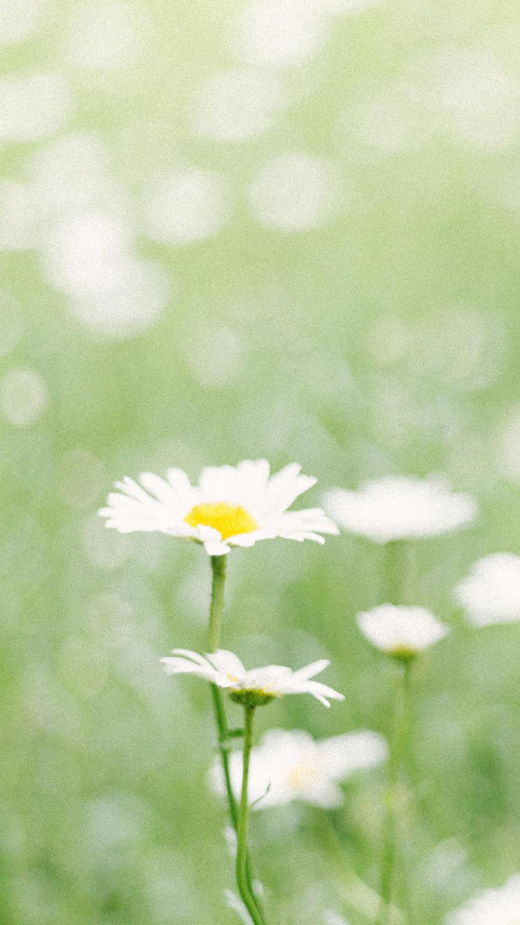 小清新绿色系植物