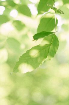 小清新绿色系植物-5