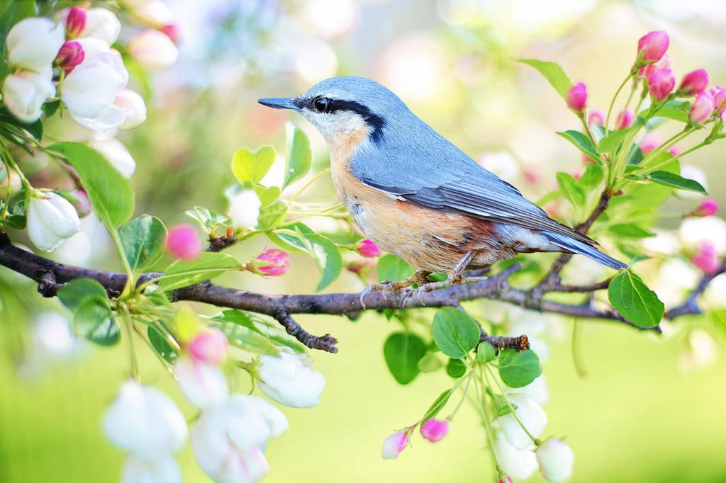 开花树上的知更鸟