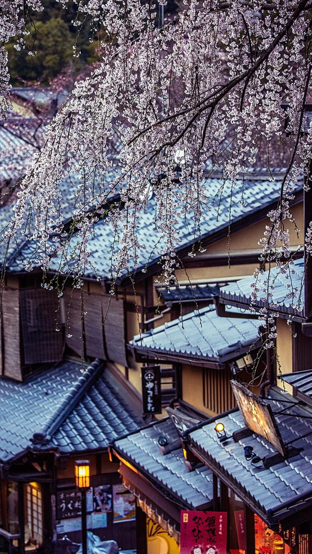 日本樱花街道风景