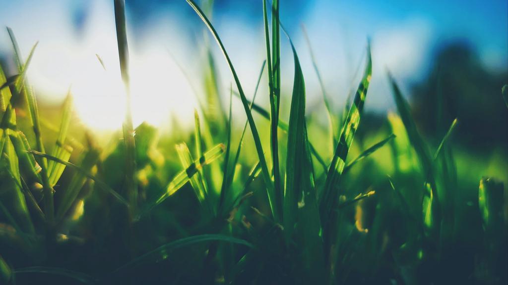 奇妙的微距摄影