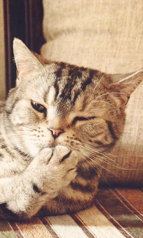 超可爱精灵萌宠喵星人