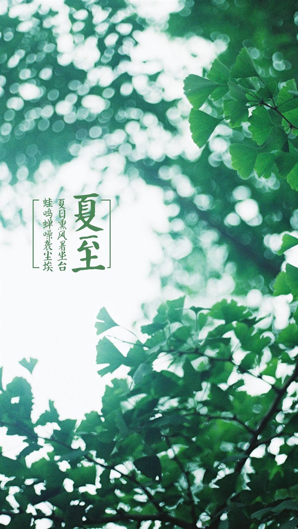 夏至节气绿色植物