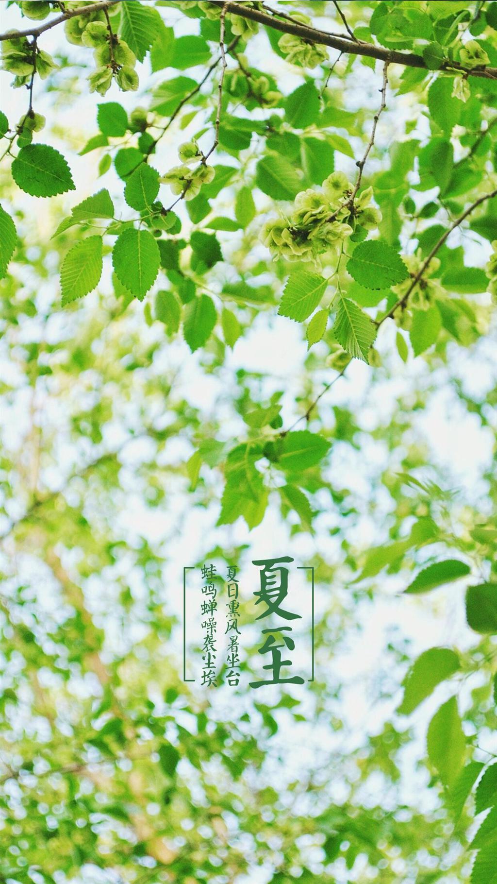 夏至节气绿色植物