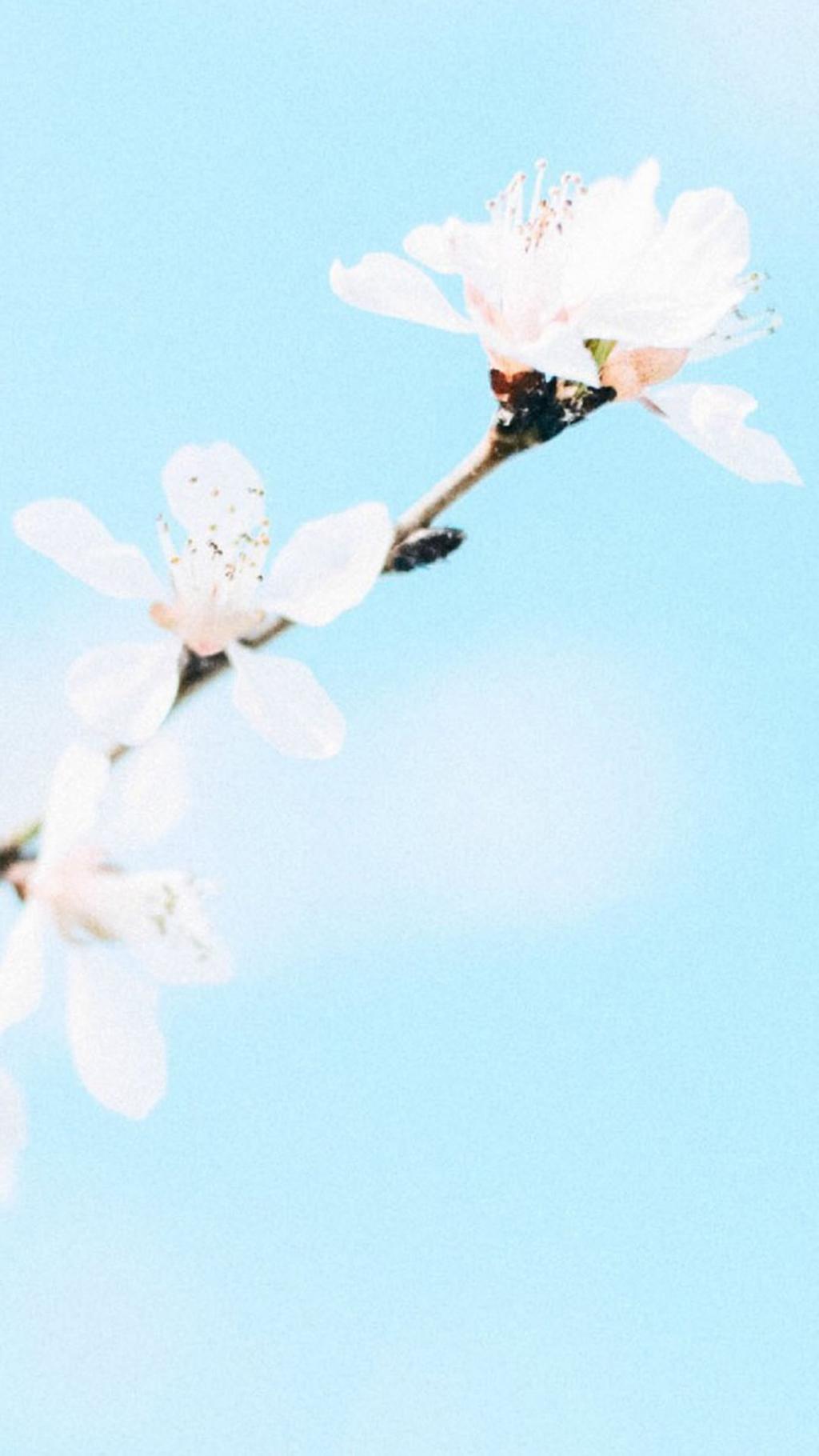 梦幻唯美白色花卉高清图片