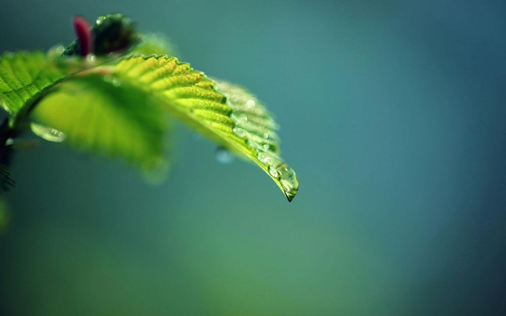 小清新绿色护眼植物ppt