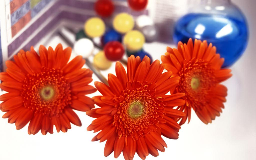 献给老师的花背景