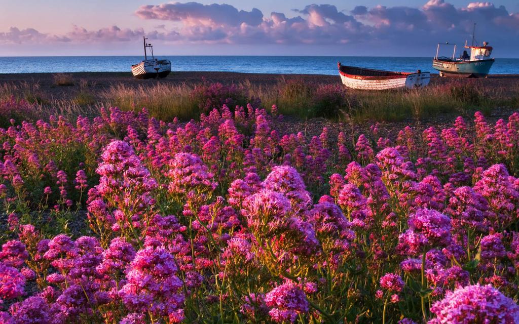  唯美花海高清自然风光图