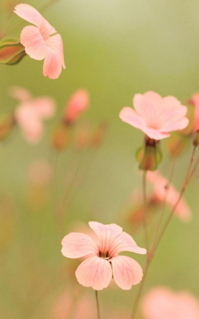 清新怡人唯美花卉感恩背景