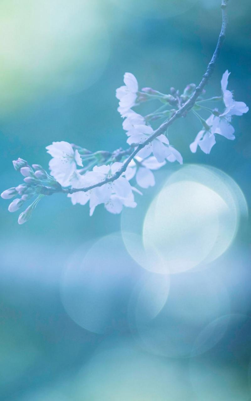 摇曳生姿唯美花卉感恩背景