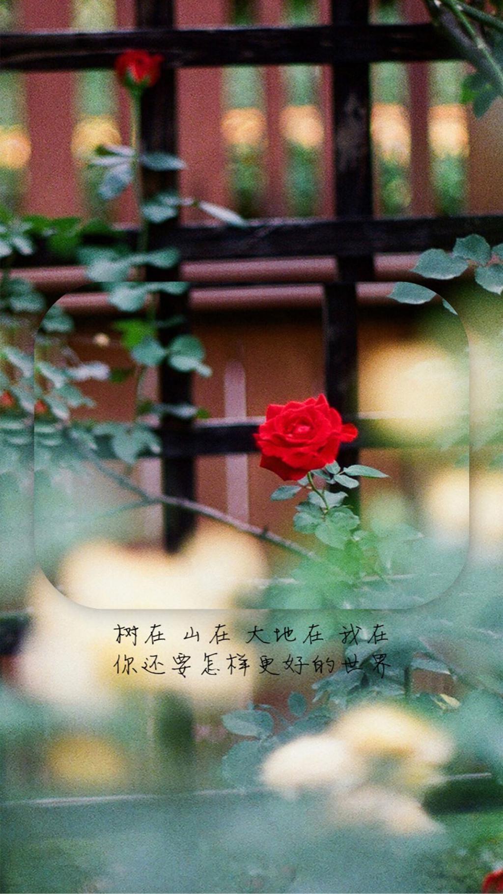 唯美花卉创意文艺图片