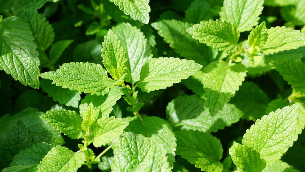 小清新薄荷绿叶唯美图片